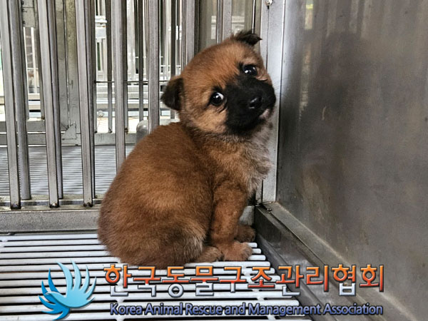 종료(안락사) 믹스…